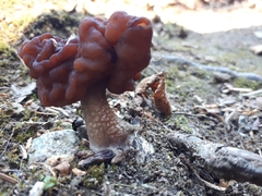 Gyromitra esculenta