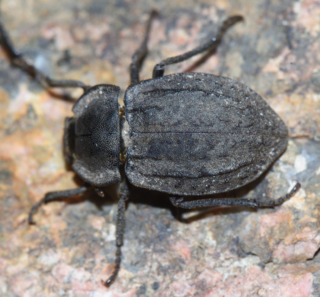 Asida carinata
