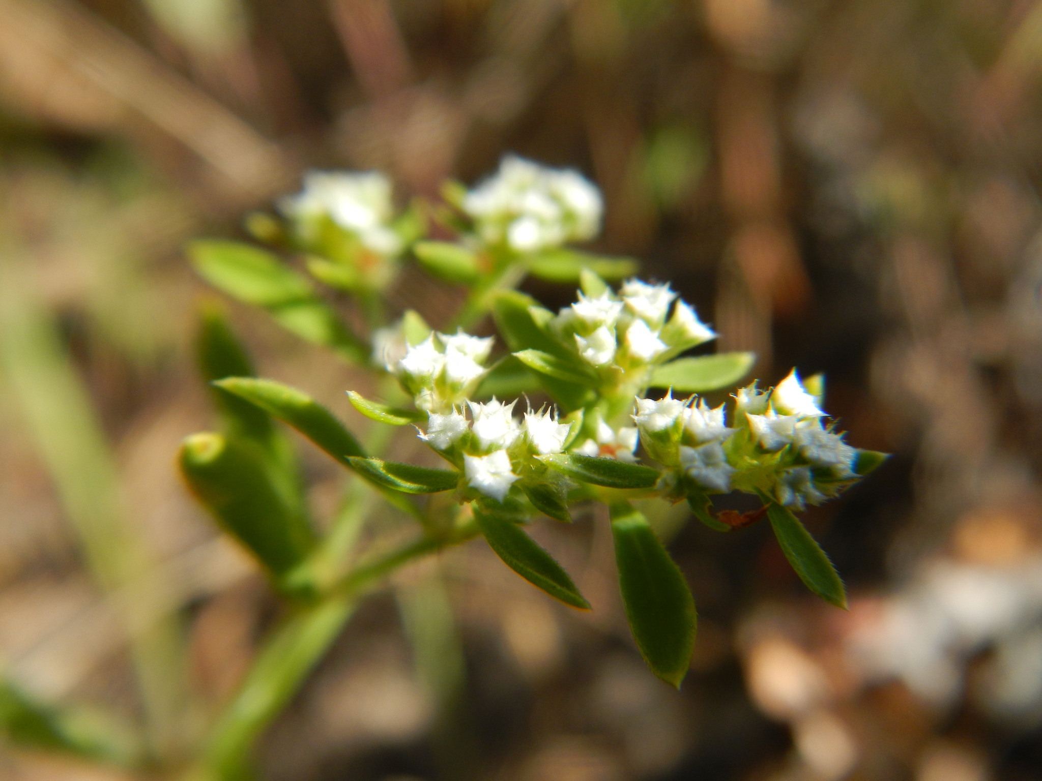 Paronychia drummondii