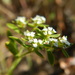 Drummond's Nailwort - Photo (c) Michael Gras, M.Ed., some rights reserved (CC BY)