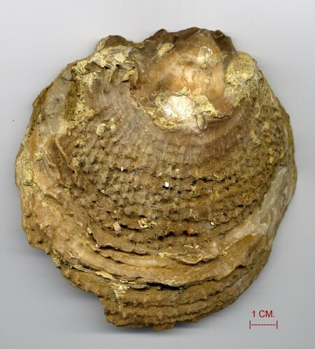 Representative image of Hinnites