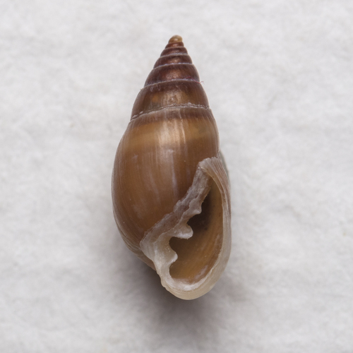 Myosotella myosotis (Draparnaud, 1801)