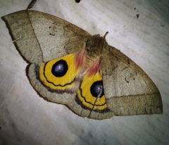 Automeris iris hesselorum