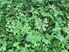Thaspium chapmanii