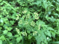 Thaspium chapmanii