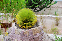 Agave gracielae