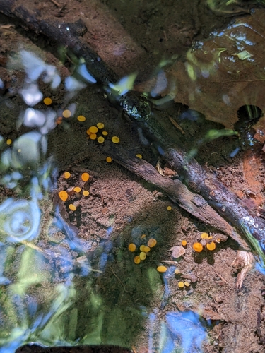 Vibrissea truncorum — (c) Alaina Krakowiak, some rights reserved (CC BY)