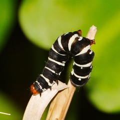 Xanthopastis regnatrix