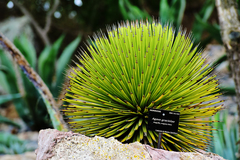 Agave gracielae
