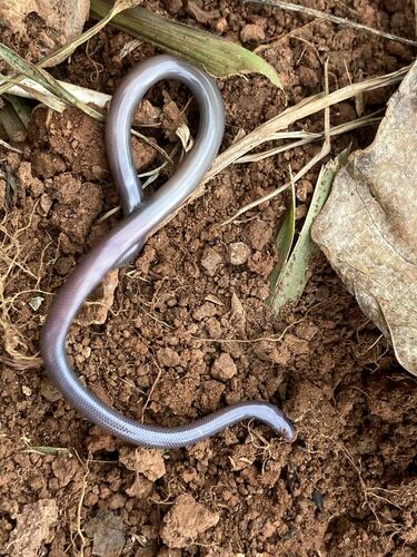 Brahminy Blindsnake
