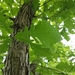 Quercus beadlei - Photo (c) Suzanne Cadwell, algunos derechos reservados (CC BY-NC), subido por Suzanne Cadwell