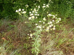 Erigeron strigosus strigosus