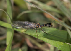 Xanthostigma xanthostigma