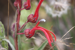 Lobelia tupa