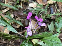 African Violet (Brachystephanus)