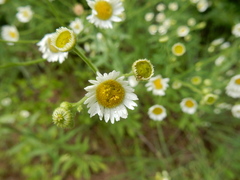 Erigeron strigosus strigosus