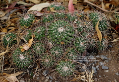 Mammillaria compressa compressa