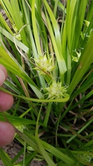 Carex intumescens