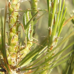 Odontura aspericauda