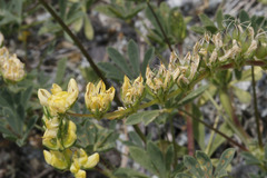 Lupinus microcarpus