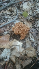Gyromitra korfii