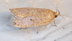 Psilocorsis reflexella