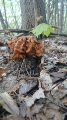 Gyromitra korfii