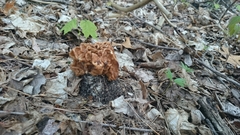 Gyromitra korfii