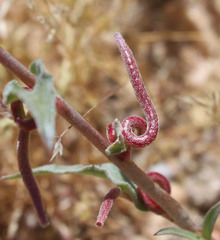 Camissoniopsis confusa