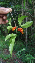 Allophylus laevigatus