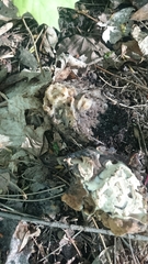 Gyromitra korfii