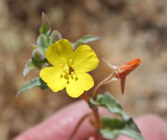 Camissoniopsis confusa