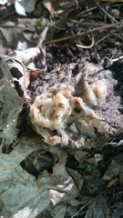 Gyromitra korfii