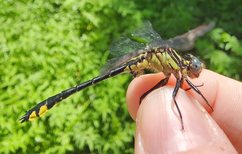 Piedmont Clubtail
