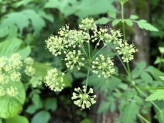 Thaspium chapmanii