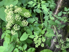 Thaspium chapmanii