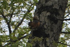 Sciurus anomalus