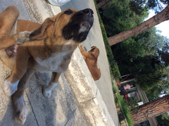 Canis familiaris