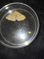 Pechipogo plumigeralis