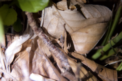 Cochlostoma septemspirale