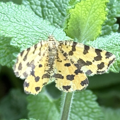 Speckled Yellow, Nationaal Park Veluwezoom, Rheden, Gelderland, NL, photo 7 of 10