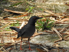 Turdus plumbeus