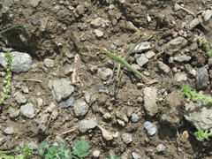 Acrida turrita