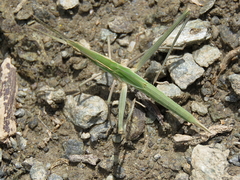 Acrida turrita