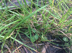 Apis mellifera