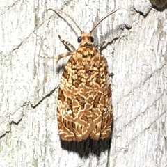 Phaecasiophora niveiguttana