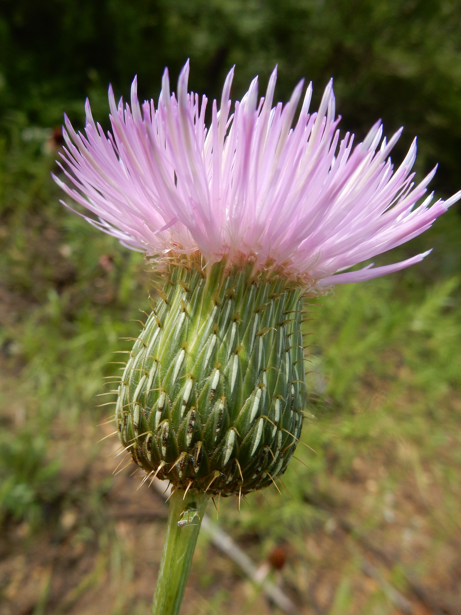 Cirsium engelmannii