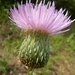 Engelmann's Thistle - Photo (c) Bob O'Kennon, some rights reserved (CC BY-NC), uploaded by Bob O'Kennon
