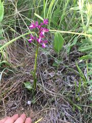 Anacamptis morio caucasica