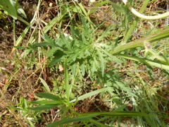Cirsium engelmannii